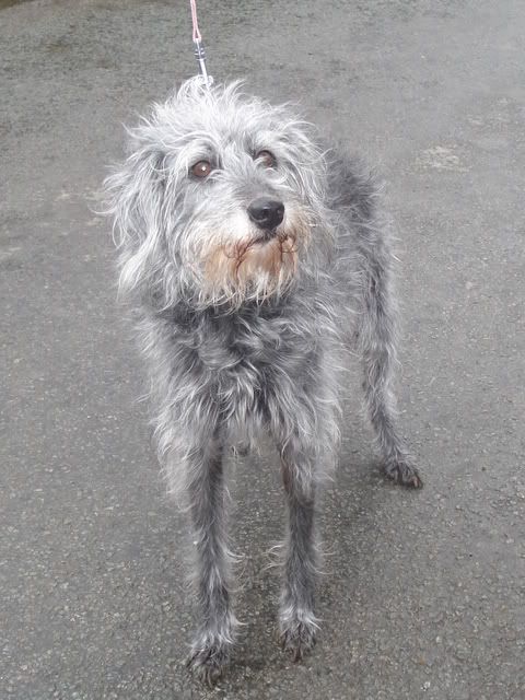 Bedlington sales whippet lurcher